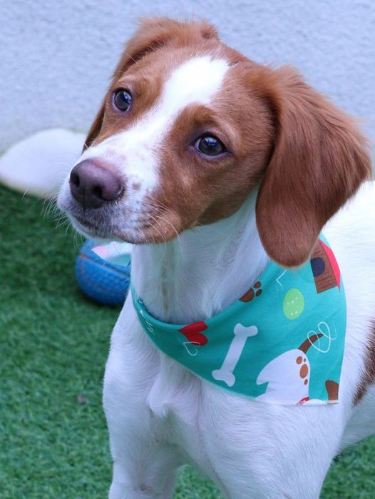 Sessões  Fotográficas  para Cães