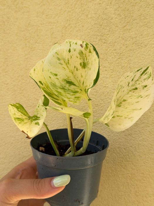 Planta Epipremnum Happy Leaf