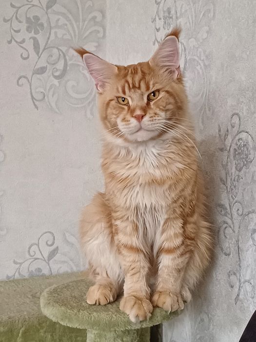 Мейкун шукає подружку.