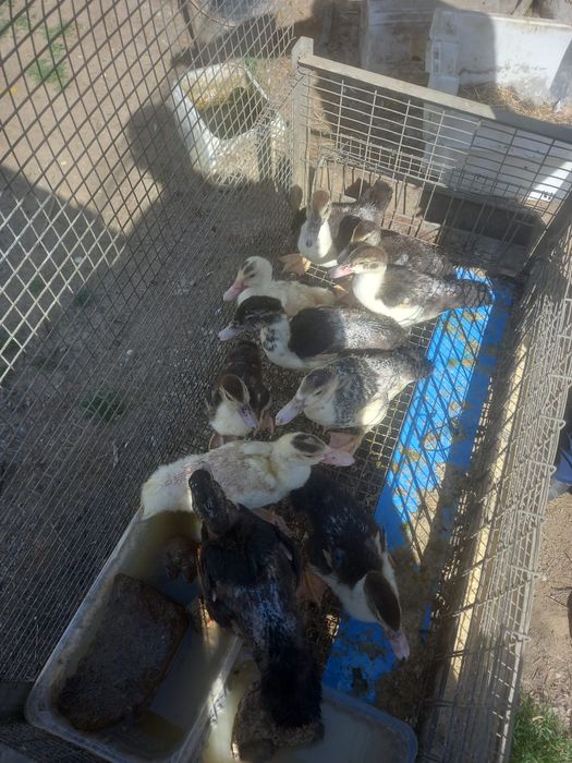 Vendo patos mudos