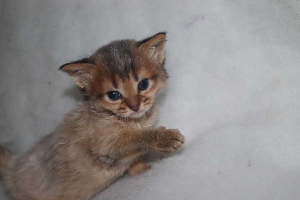 Абиссинская кошечка длиник полудлиношерстная