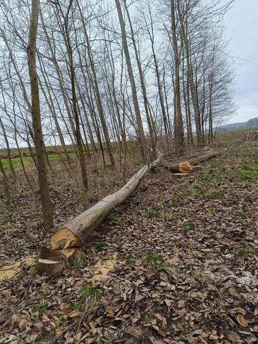 sprzedam drzewo topolemam