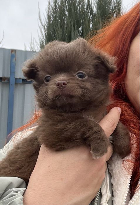 Дівчинка чихуахуа д/ш