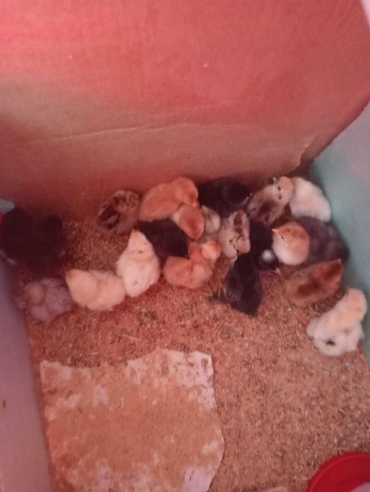 Vendo Pintos - a partir de 2,50€