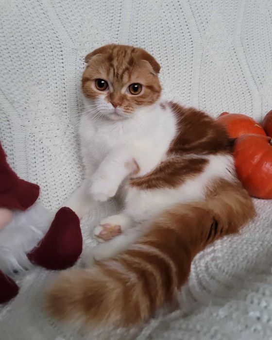 Ошатна підрощена Скотіш фолд  діачинкa d2203