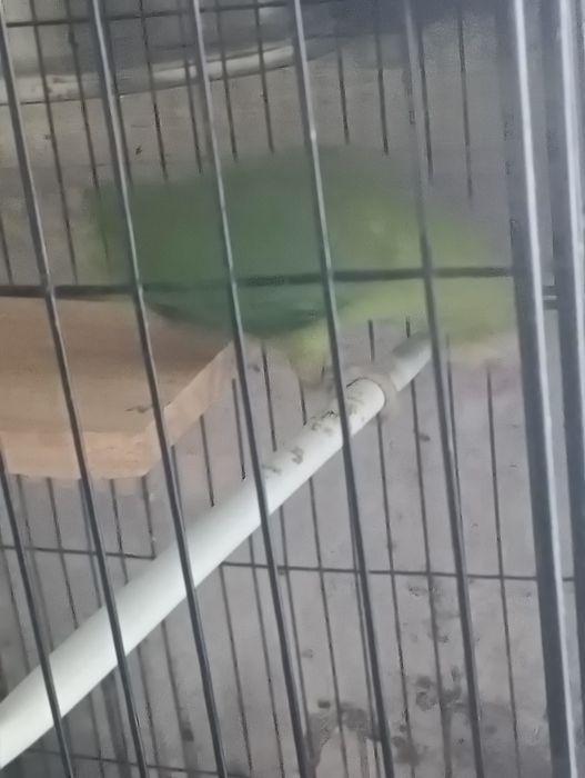 ring neck com gaiola