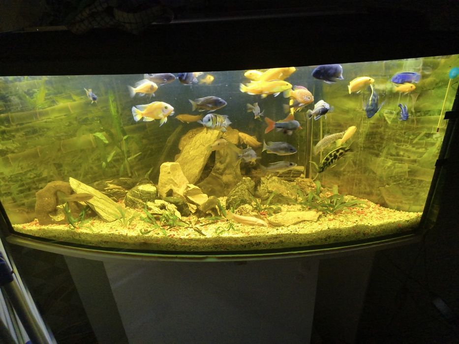 Pyszczaki Malawi Toruń