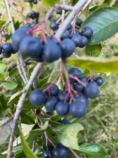 Aronia pakowana w litrowe pojemniki - 10 litrów - darmowa wysyłka olx