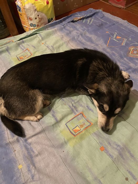 Віддам цуцення в добрі та надійні руки