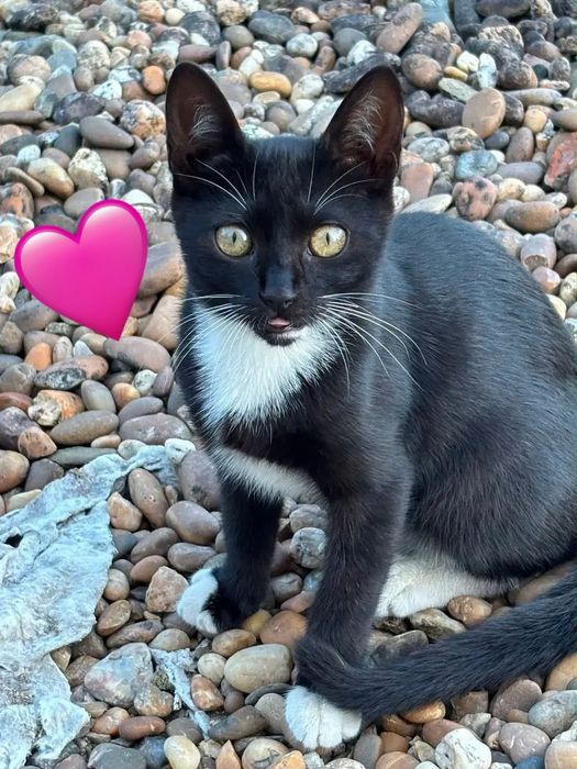 Gatinhos bebés para adoção responsável