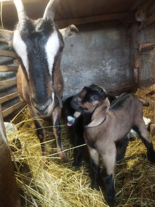 Козлики Англонубійці 75%