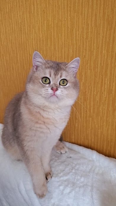 Ласковые и ручные котики. Золотая шиншилла.