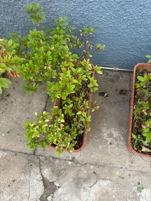 Planta, Azáleas e alguns vasos.