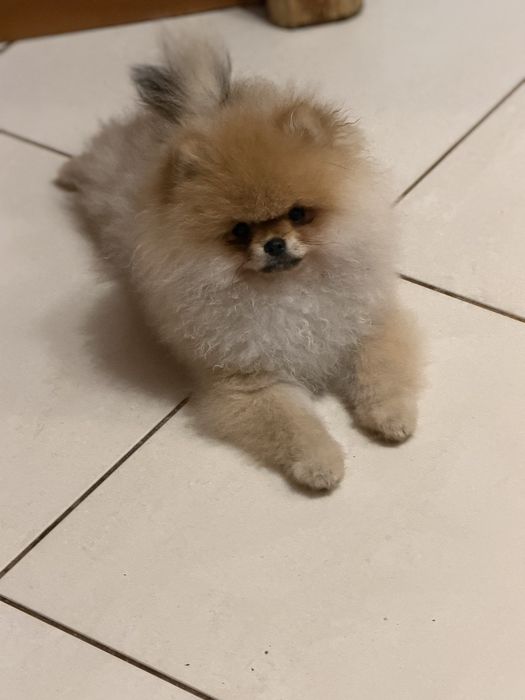 Szpic miniaturowy / pomeranian obłedny miś  GWIZDA FCI