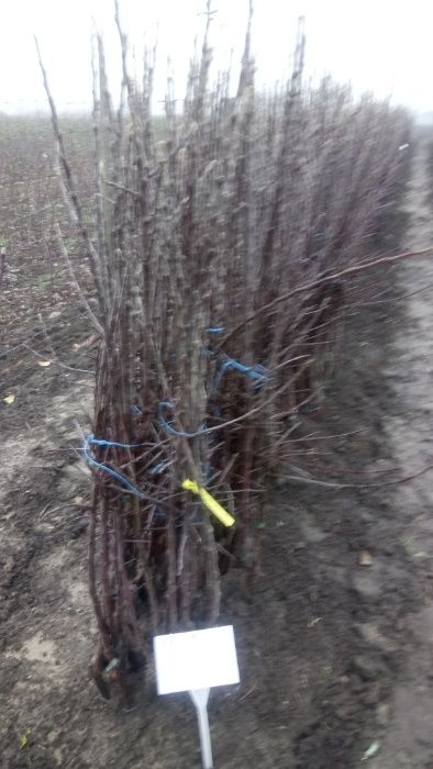 Sprzedam drzewka jabłoni