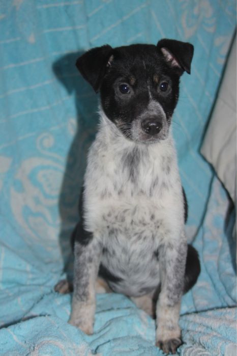 Цуценя із усіма вакцинами 3,5 міс