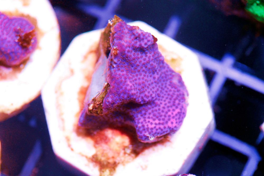 Montipora Obrastająca Niebieska Szczepka rzadka FLUOLAMPS.PL WYSYLKI