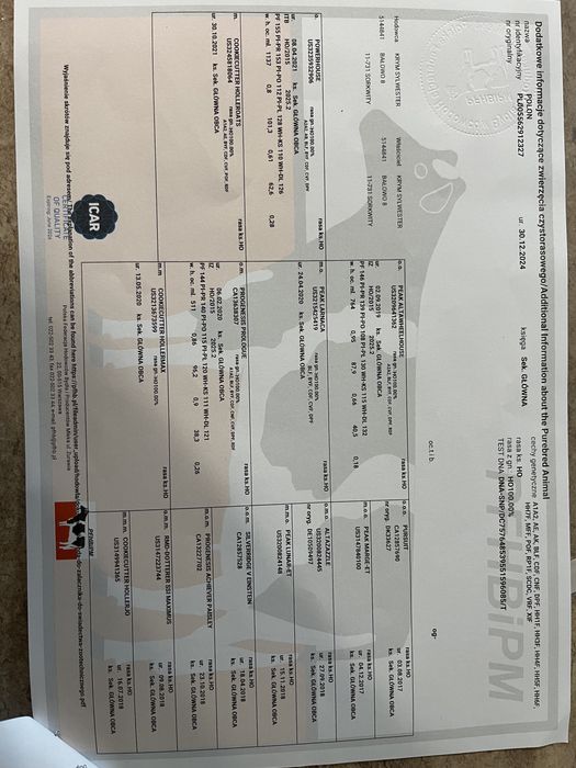 Buhaje rozpłodowe po zarodkach z USA