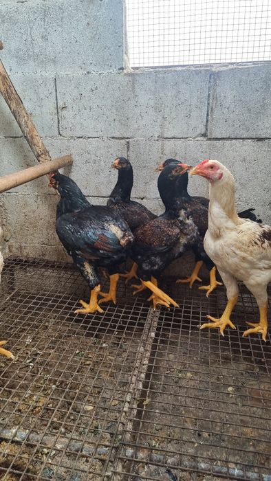 Vende se aves da raça cornish standard