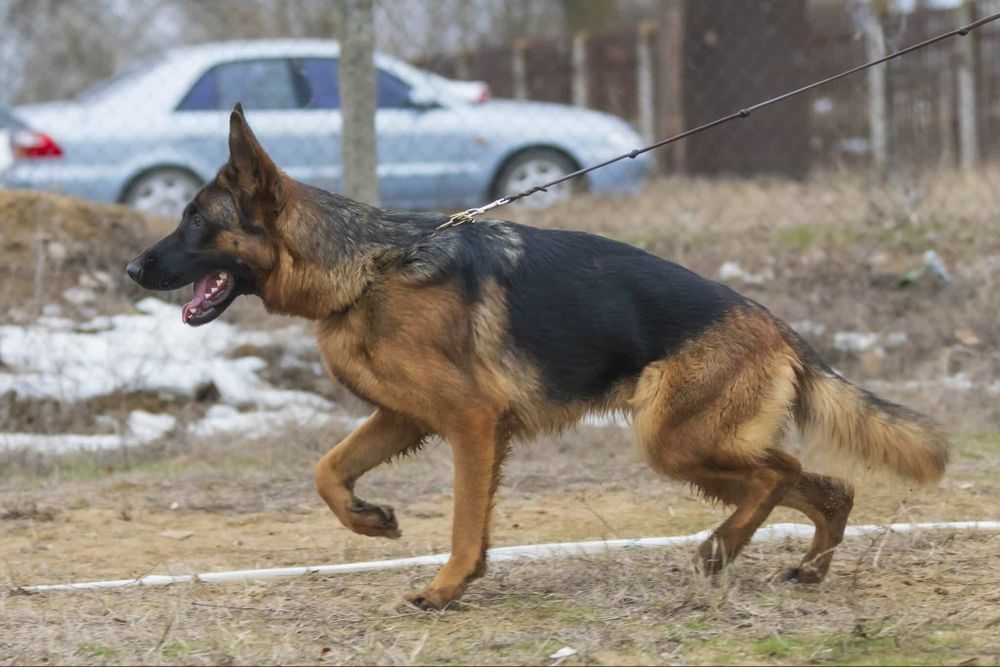 Щенок немецкой овчарки