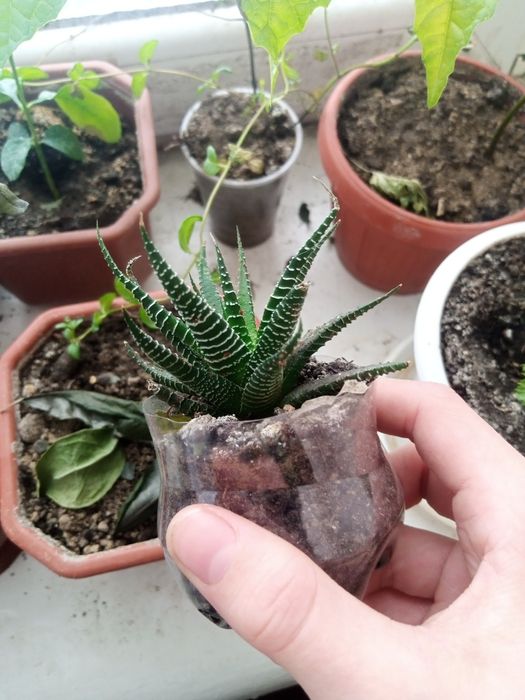 Сукулент хавортія смугаста