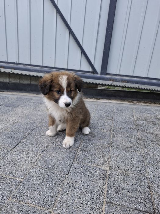 Besi suczka Border Collie