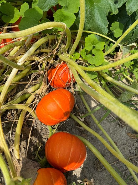 Dynie ozdobne jadalne halloween hokkaido bambino