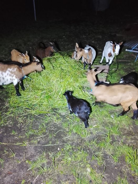 Cabritos e cabras anas