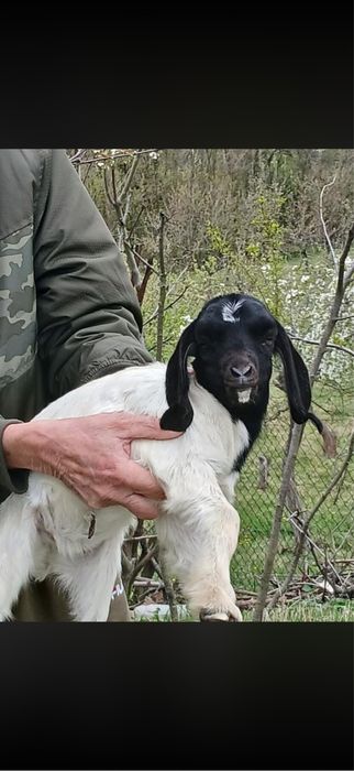 Продам кіз, козенят та цапів