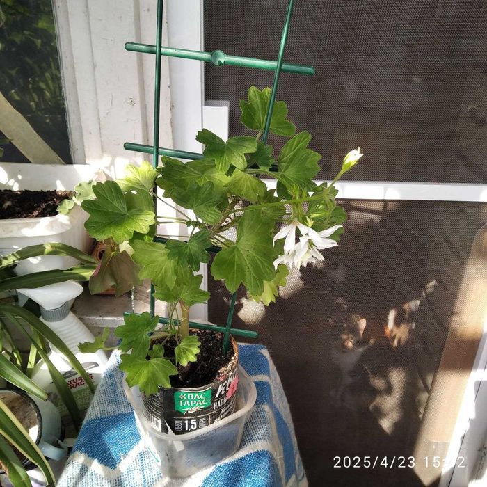 Пеларгония (герань) Квантум вайт