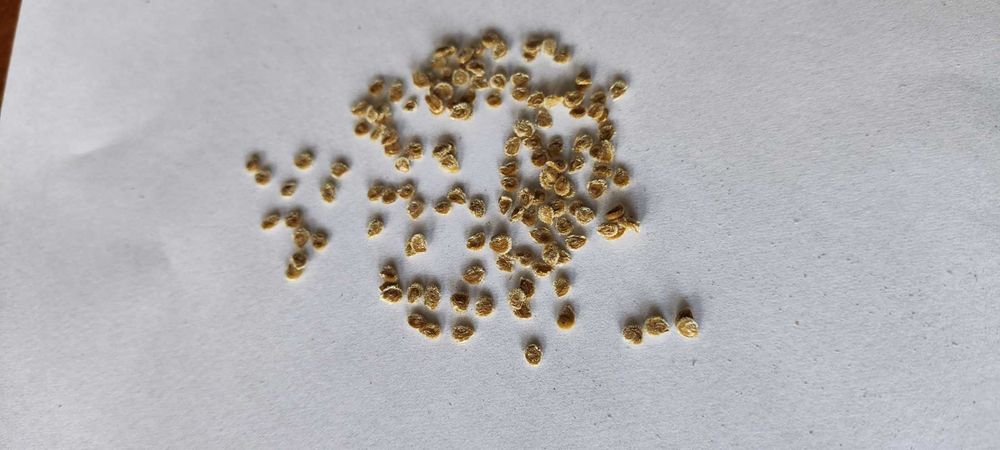 Pomidor koktajlowy mix -nasiona