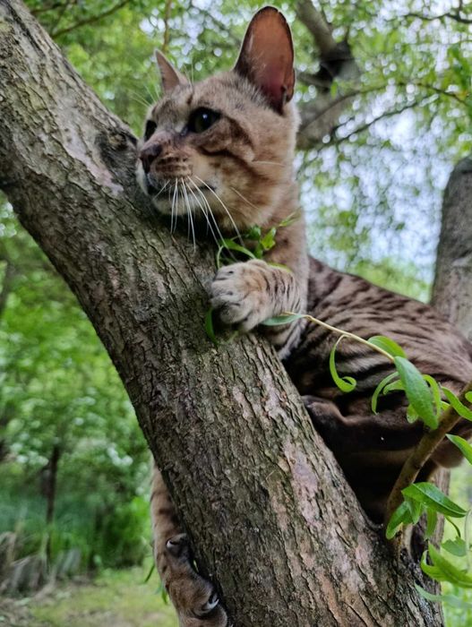 Бенгал злучка,в'язка