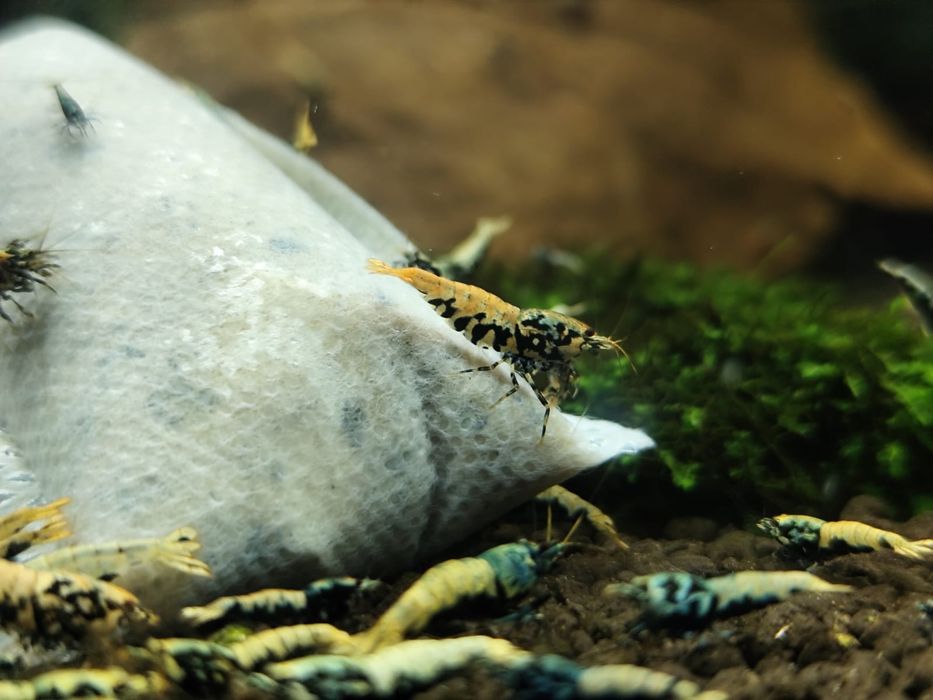 Krewetki caridina Boa