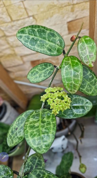 Продам Hoya Elliptica splash