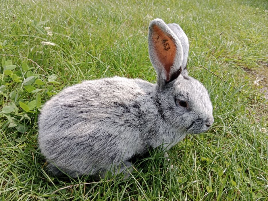 Samiec WJS rodowód wysyłka