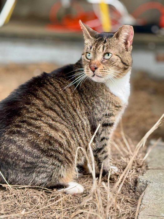 Śliczna kotka do adopcji