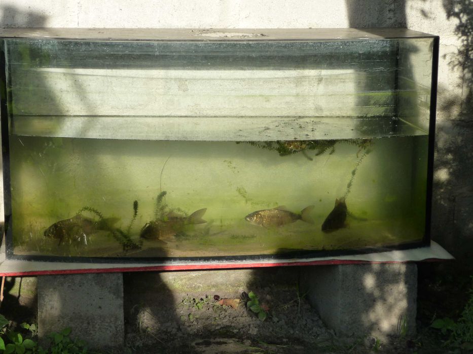 akwarium profilowane 160 litrów