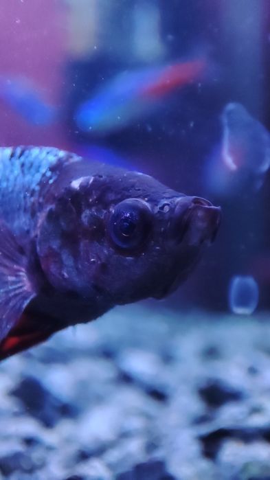 Sprzedam akwarium z bojownikiem