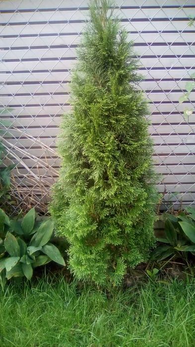 tuja szmaragd ok 100/150 cm, gęste, hurt, detal
