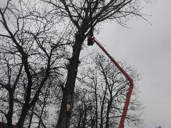 Usługi zwyżka,Wycinka drzew,ścinka podnośnikiem koszowym 20 metrów