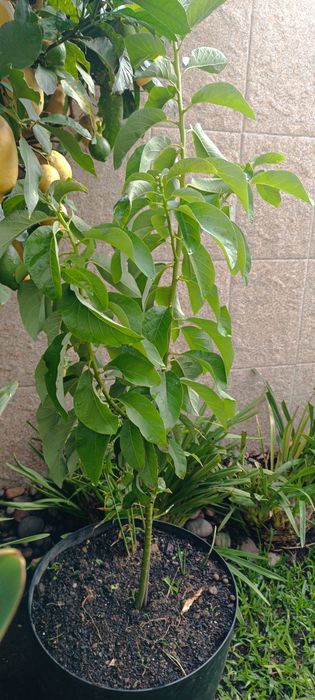 Planta de abacate em vaso.