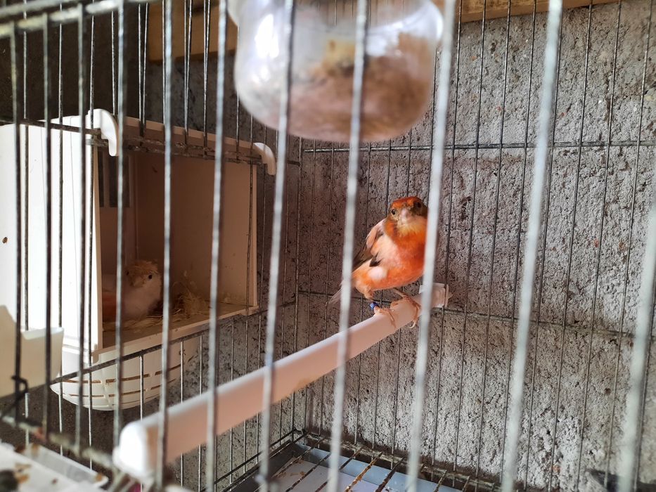 Canários de qualidade