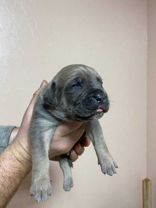 Щенки Кане Корсо 05.12