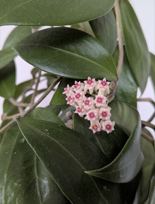 HOYA - Sprzedam/wymienię hoje | prywatna kolekcja