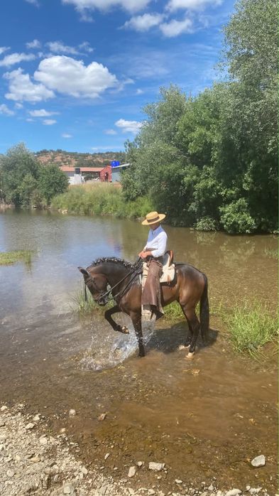 Vendo cavalo cruzado lusitano