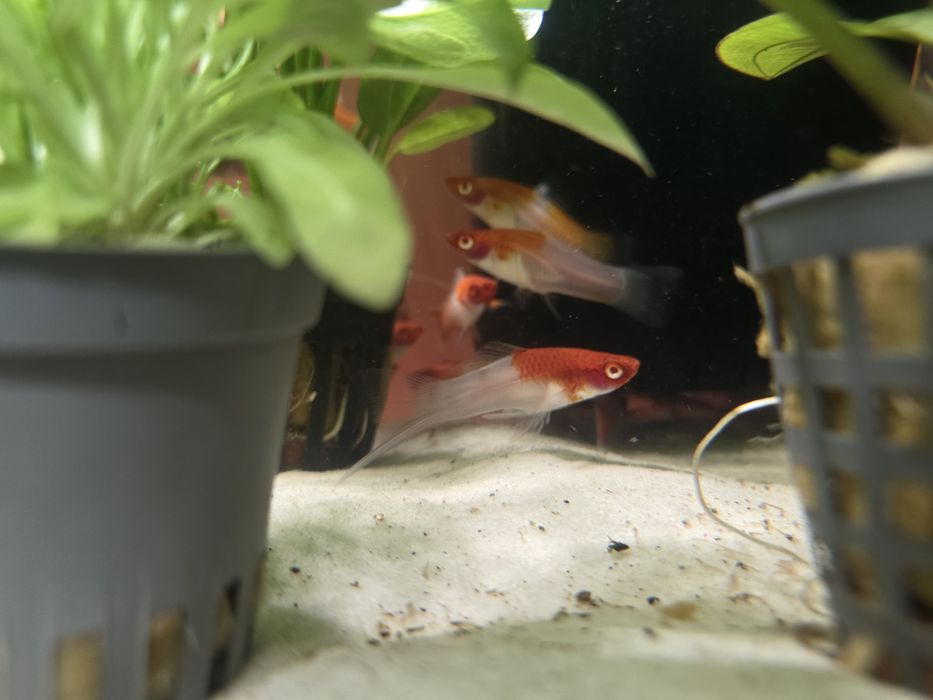 Mieczyk Koi - dorosłe