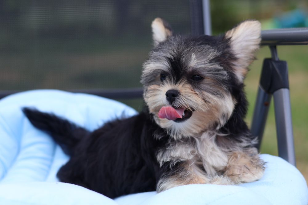 Yorkshire Terrier suczka paszport