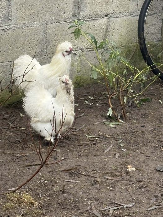 Kury silki stadko 6 sztuk