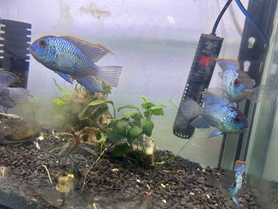 Acara eletric blue