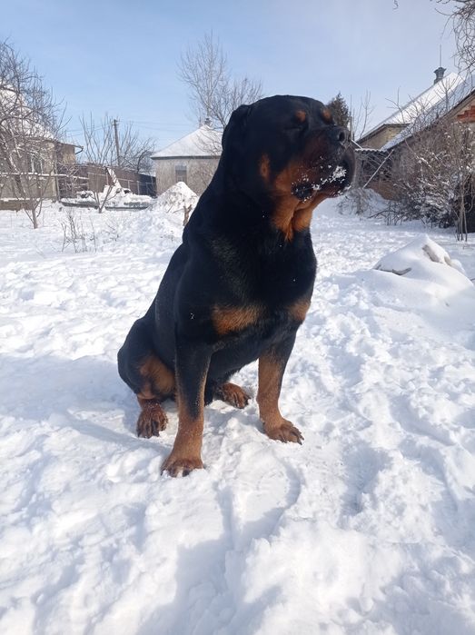 Цуценята Ротвейлера